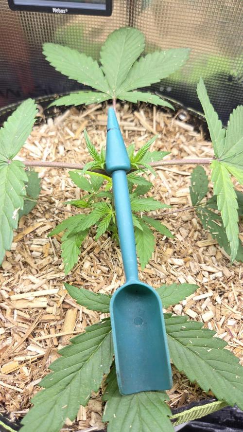 Kannabia Candy Cream Go Fast. Week 3 - Tag 27
