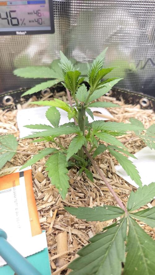 Kannabia Candy Cream Go Fast. Week 3 - Tag 28