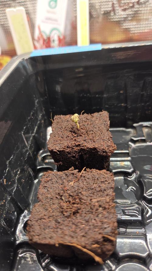 Pflanzregal 150W. Week 0