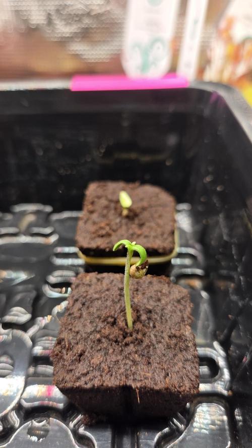 Kannabias Cherry Dream. Week 0 - Tag 3