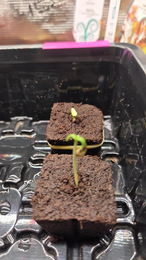 Pflanzregal 150W . Week 0