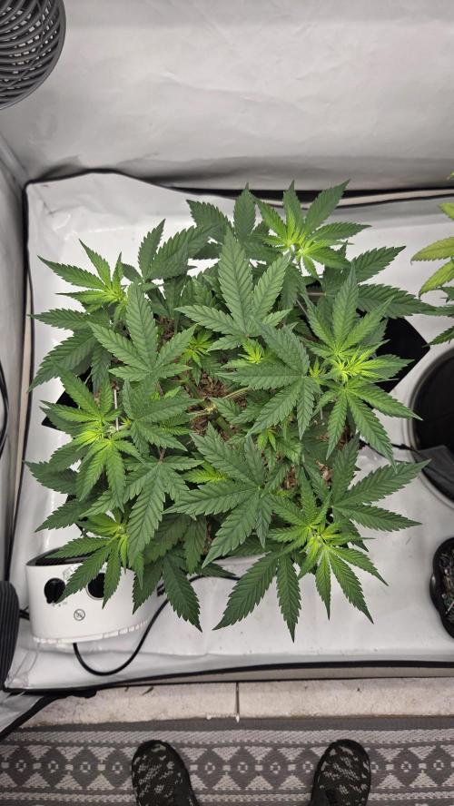Kannabia Sunset Sherbet Go Fast. Week 5 - Tag 39
Blütetag 3