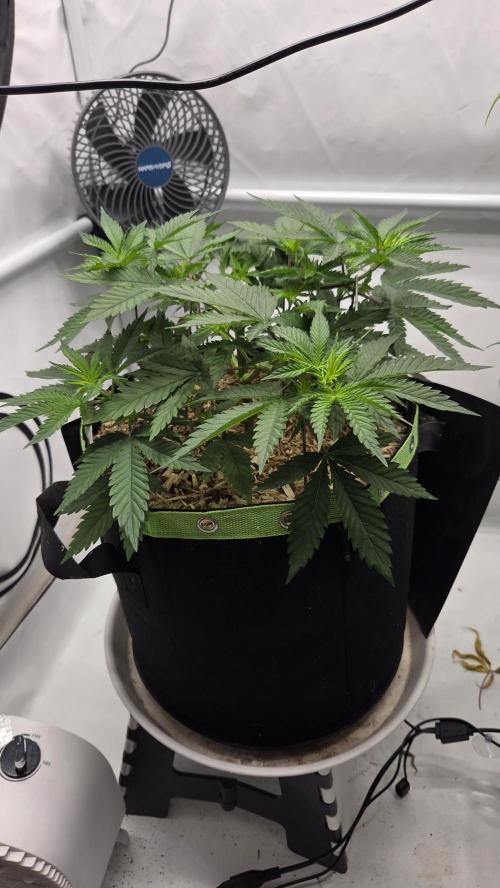 Kannabia Sunset Sherbet Go Fast. Week 5 - Tag 39
Blütetag 3