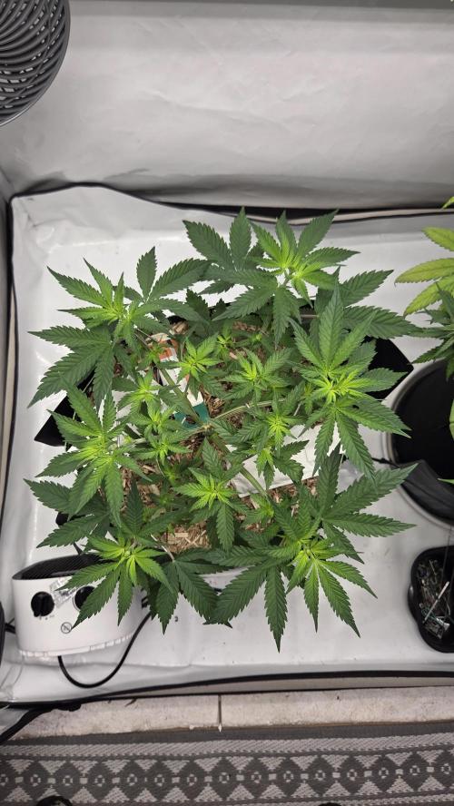 Kannabia Sunset Sherbet Go Fast. Week 5 - Tag 39
Blütetag 3