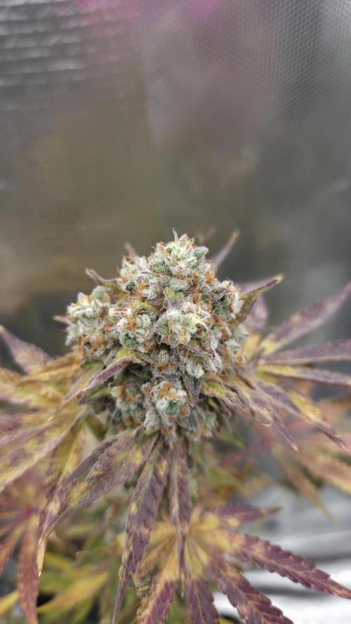 Sensis Cherry Strudel. Week 14