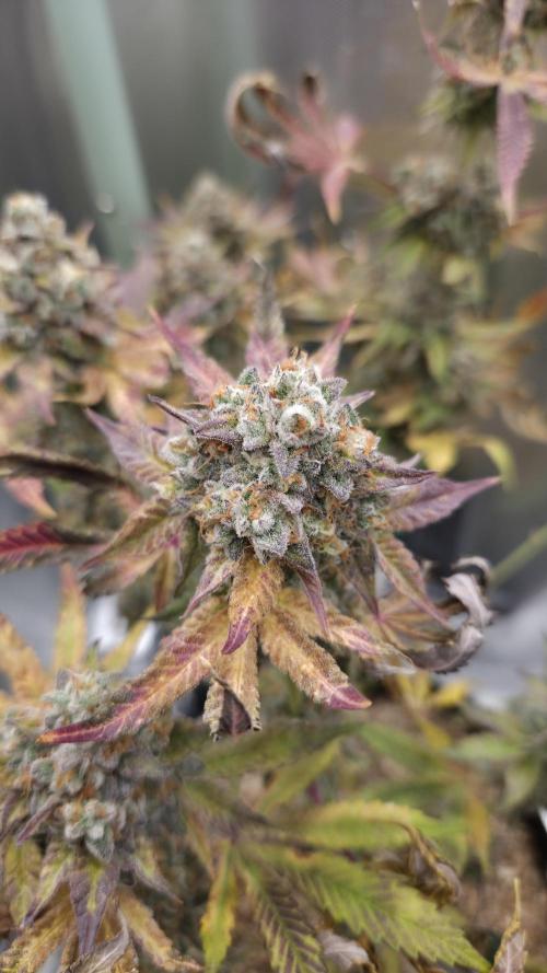 Sensis Cherry Strudel. Week 14