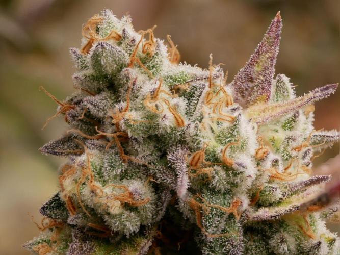 Sensis Cherry Strudel. Week 14