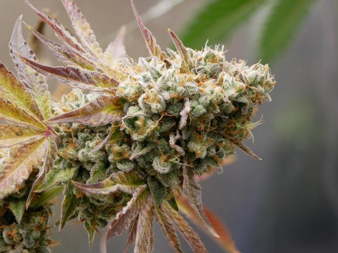 Sensis Cherry Strudel. Week 14