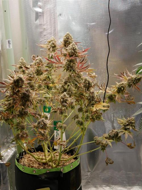 Sensis Cherry Strudel. Week 14