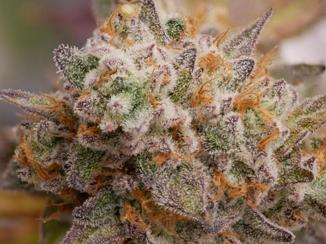 Sensis Cherry Strudel. Week 14