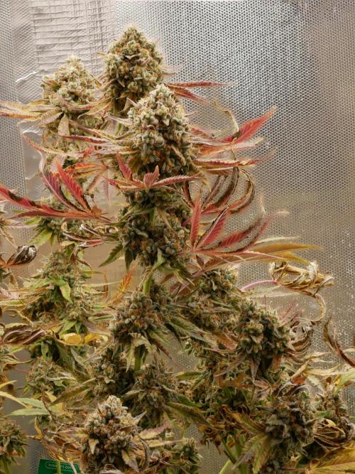 Sensis Cherry Strudel. Week 14