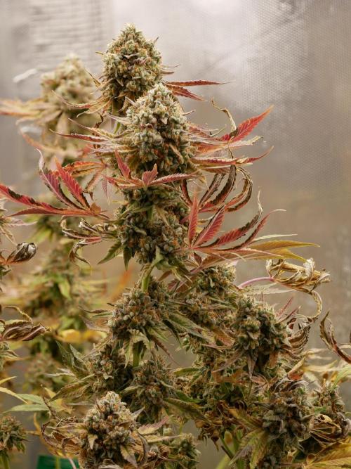 Sensis Cherry Strudel. Week 14