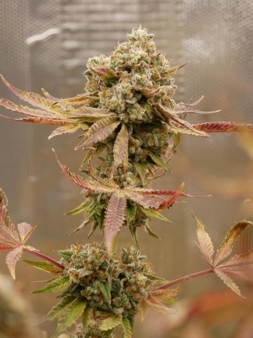 Sensis Cherry Strudel. Week 14