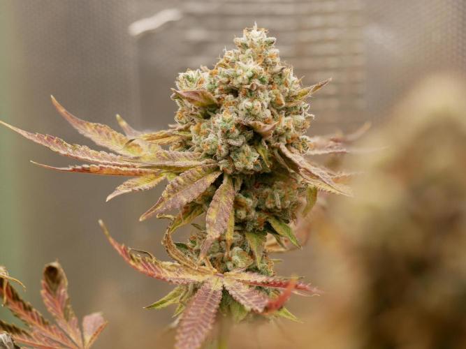 Sensis Cherry Strudel. Week 14