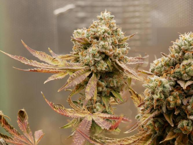 Sensis Cherry Strudel. Week 14