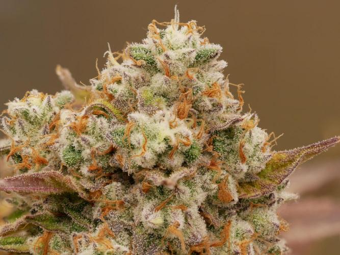Sensis Cherry Strudel. Week 14