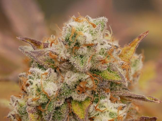 Sensis Cherry Strudel. Week 14