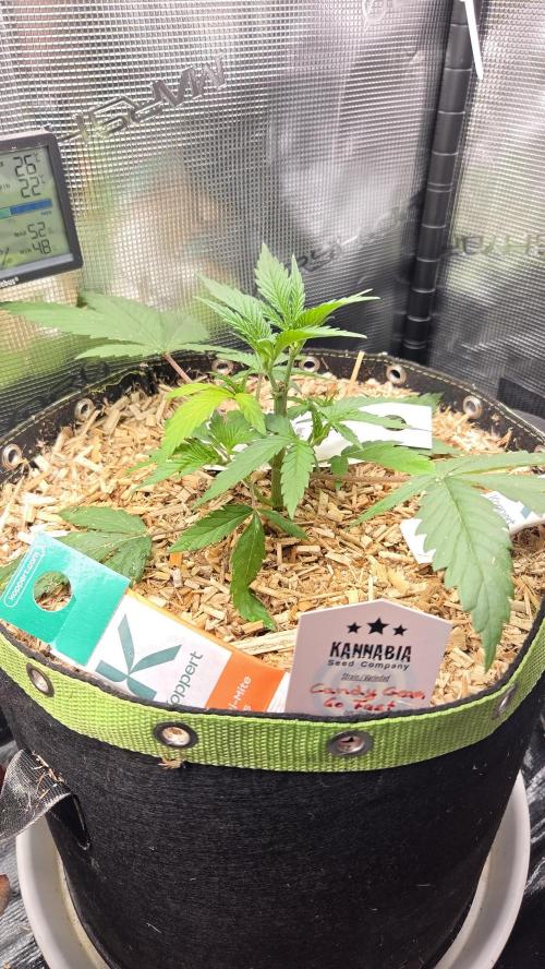 Kannabia Candy Cream Go Fast. Week 4 - Tag 29