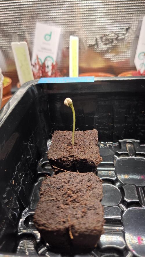 Pflanzregal 150W. Week 0