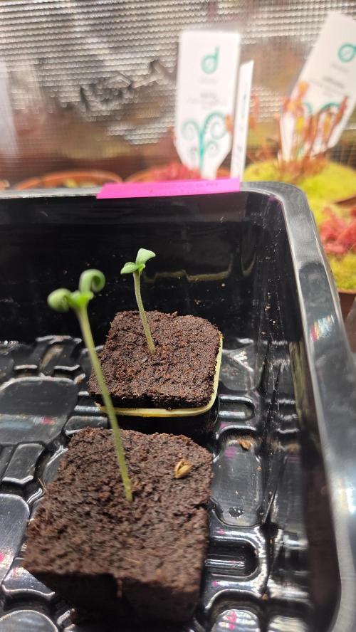 Pflanzregal 150W . Week 0