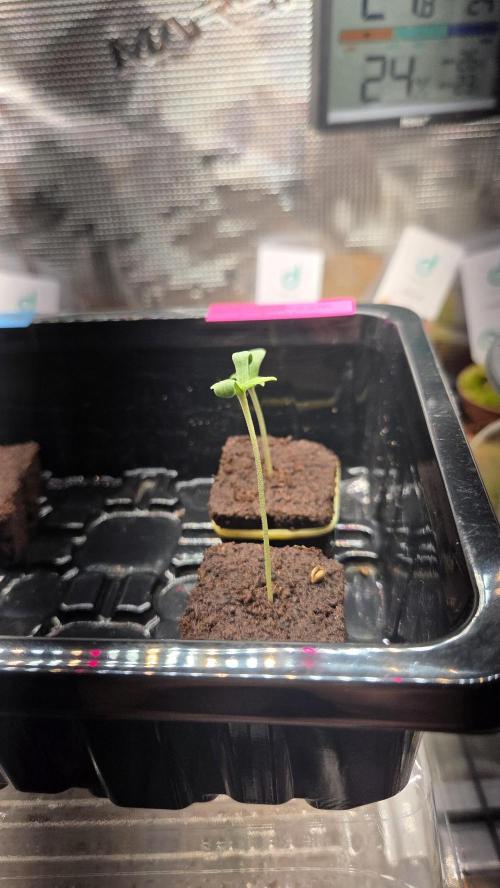 Kannabias Cherry Dream. Week 0 - Tag 5