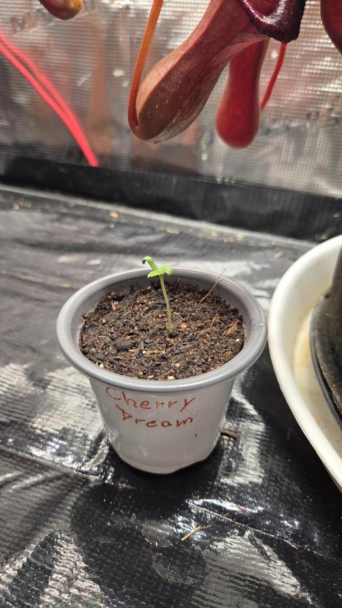 Kannabias Cherry Dream. Week 0 - Tag 5