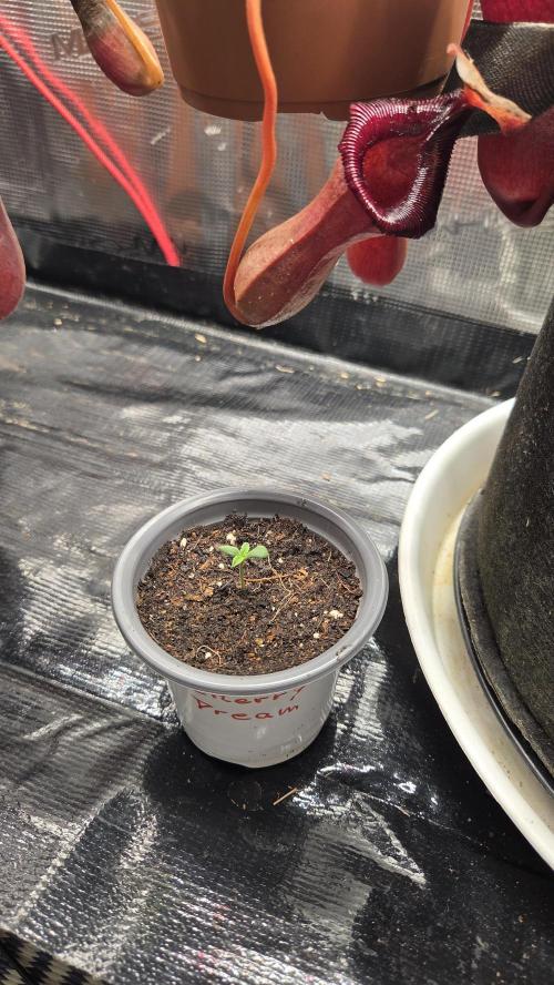 Kannabias Cherry Dream. Week 0 - Tag 5
