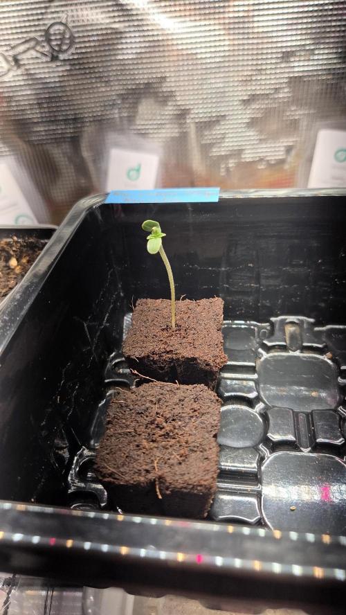 Kannabias Karibbean Mango. Week 0 - Tag 5