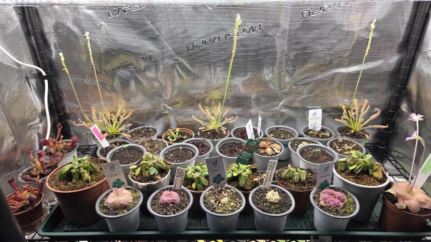 Pflanzregal 150W. Week 0