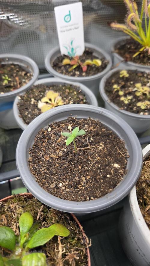 Kannabias Cherry Dream. Week 0 - Tag 6