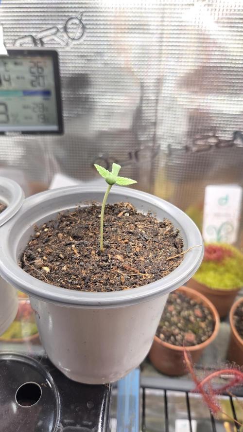 Pflanzregal 150W . Week 0