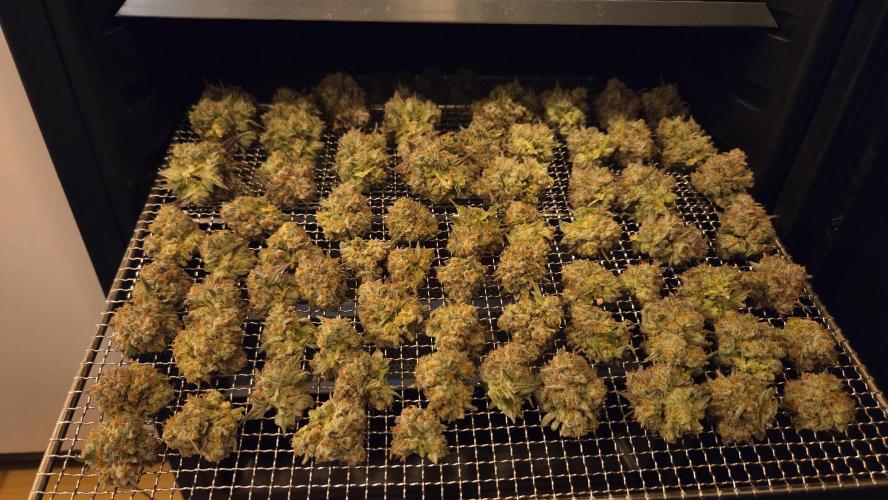 Cherry Strudel. Week 16