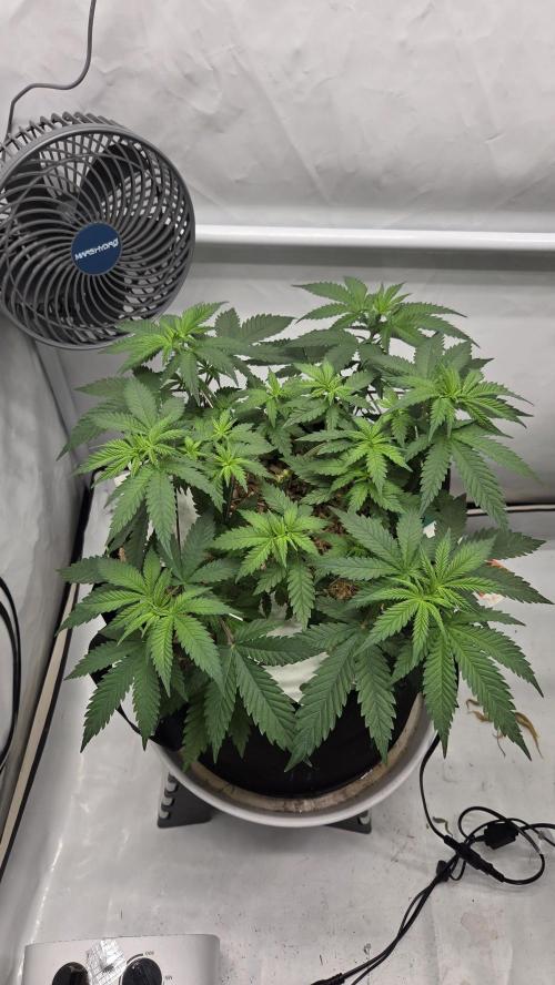 Kannabia Sunset Sherbet Go Fast. Week 5 - Tag 41
Blütetag 5