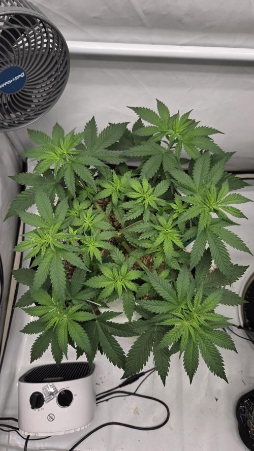 Kannabia Sunset Sherbet Go Fast. Week 5 - Tag 41
Blütetag 5