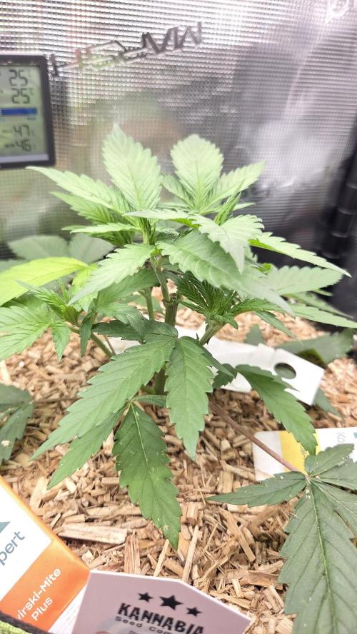 Kannabia Candy Cream Go Fast. Week 4 - Tag 31