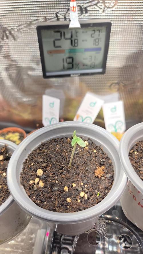 Pflanzregal 150W. Week 0