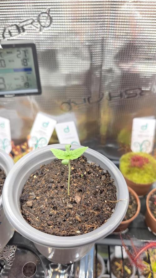 Kannabias Cherry Dream. Week 0 - Tag 7