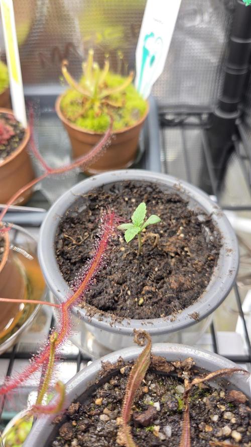 Pflanzregal 150W . Week 0
