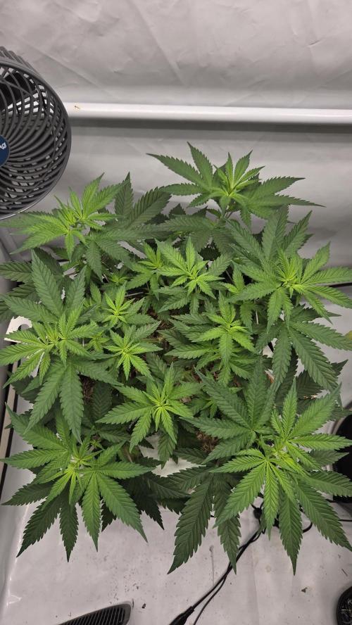 Kannabia Sunset Sherbet Go Fast. Week 5 - Tag 42
Blütetag 6