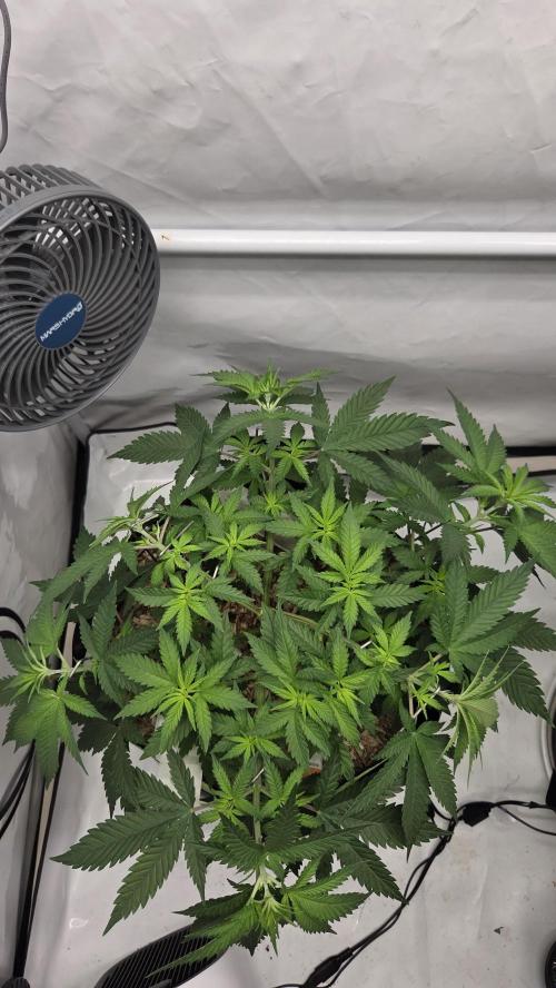 Kannabia Sunset Sherbet Go Fast. Week 5 - Tag 42
Blütetag 6