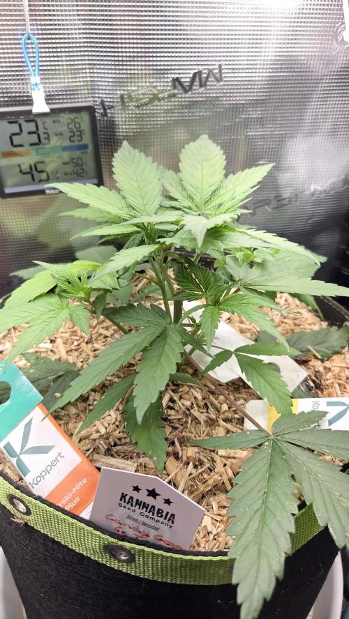 Kannabia Candy Cream Go Fast. Week 4 - Tag 32