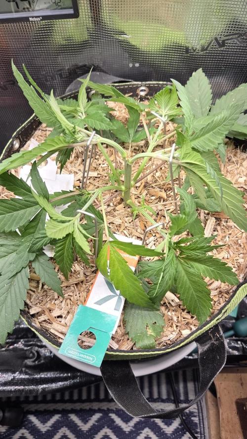 Kannabia Candy Cream Go Fast. Week 4 - Tag 32