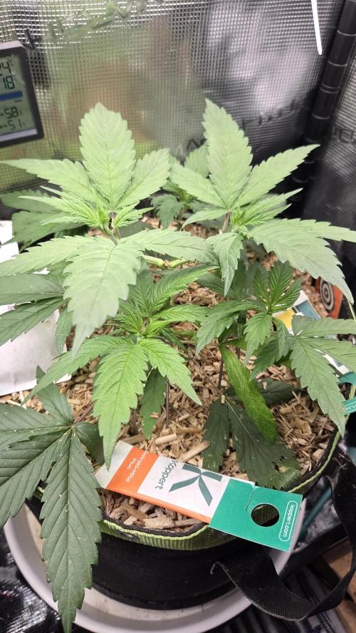Kannabia Candy Cream Go Fast. Week 4 - Tag 33