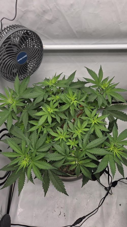 Kannabia Sunset Sherbet Go Fast. Week 6 - Tag 43
Blütetag 7