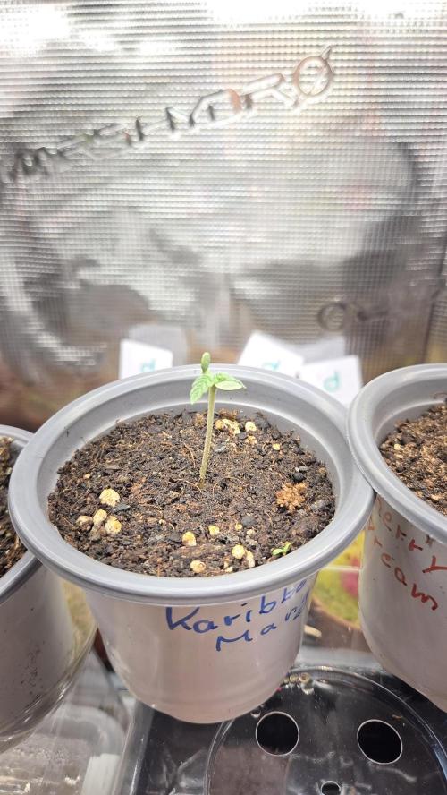 Pflanzregal 150W. Week 1