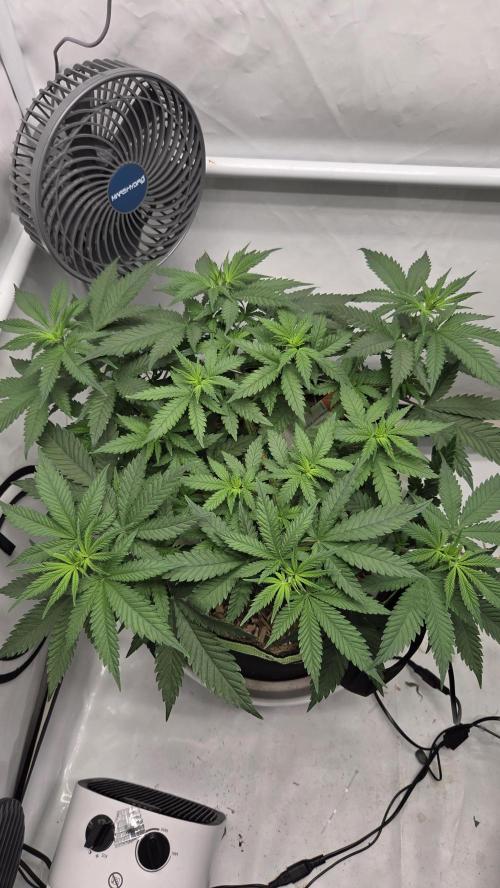 Kannabia Sunset Sherbet Go Fast. Week 6 - Tag 44
Blütetag 8