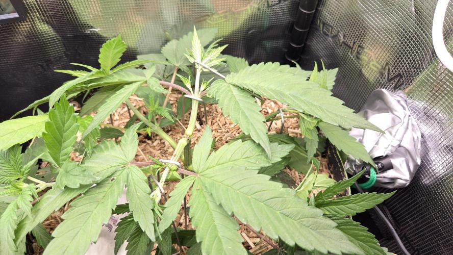 Kannabia Candy Cream Go Fast. Week 4 - Tag 34