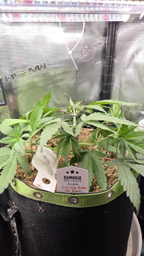Kannabia Candy Cream Go Fast. Week 4 - Tag 34
