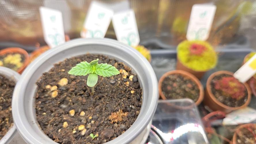 Pflanzregal 150W. Week 1