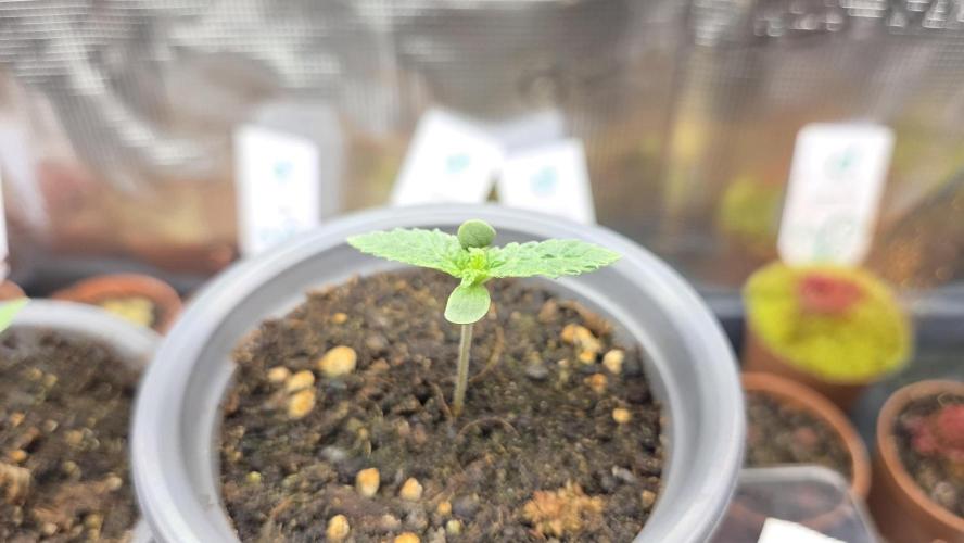 Pflanzregal 150W. Week 1